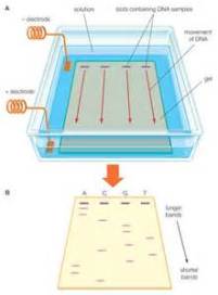 gel-electrophoresis